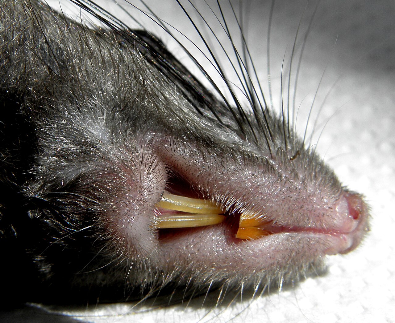 บทความน่าสนใจเกี่ยวกับ โรคหนูกัดไข้ (Rat-Bite Fever)
